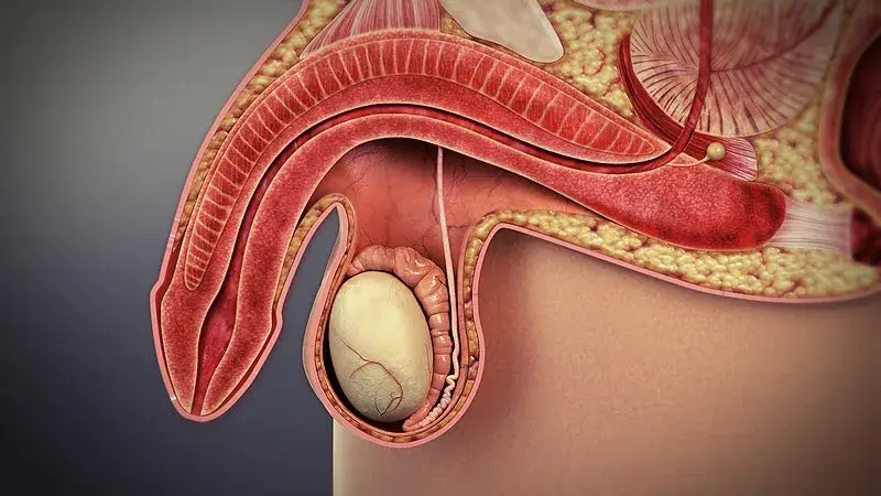 Ce este disfuncția erectilă – explicație medicală a mecanismului erecției