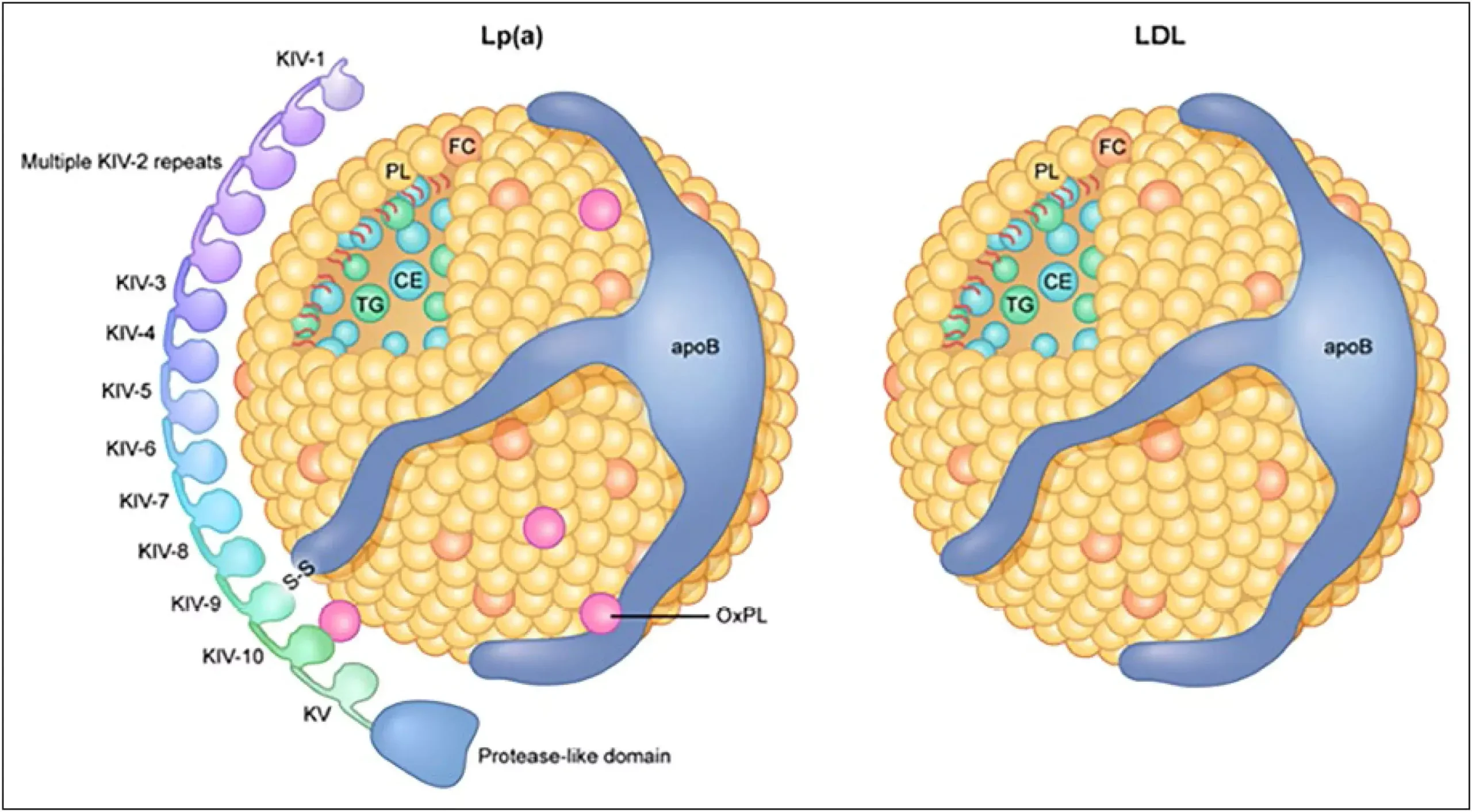 Ce este lipoproteina (a) și diferența față de colesterolul LDL explicată simplu